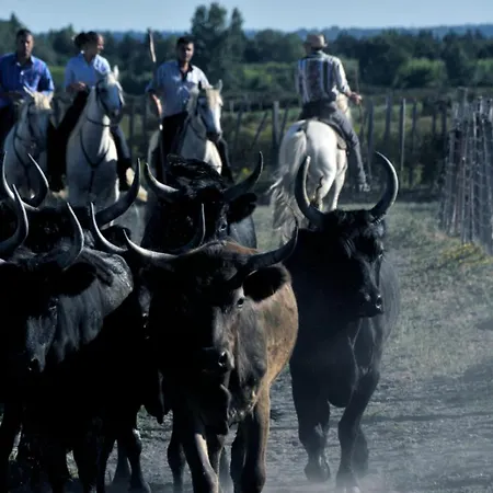 شقة Camargue Village A Deux Pas De La Du Boucanet لو غراو دو روا