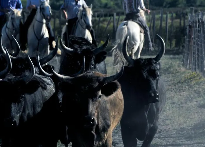 Διαμέρισμα Camargue Village A Deux Pas De La Du Boucanet Le Grau-du-Roi